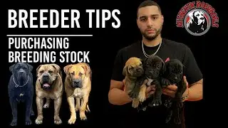 Authentic Boerboels..Purchasing Breeding Stock For Your Program
