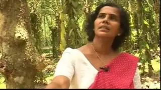 Vanilla Cultivation