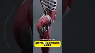 久坐后髋屈肌紧张，揭秘前倾骨盆的秘密