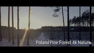 Cinematic Winter Forest 4K - Relaxing Drone Flight over Poland