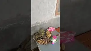 Aviari dan kolam koi
