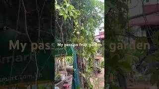 Passion fruit garden #passion #fruitlover #tropicalfruit #bestfood #fruitoftheearth #tropicalfood