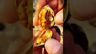 How to easily check the ripeness of walnuts #shorts