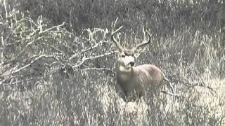 Deer and Baseball