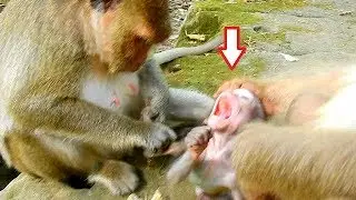 Deep hurt!! Baby Daniela got hurt by Big monkey Ashley