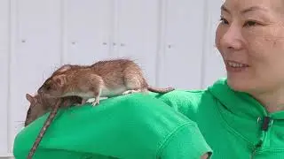 Smiley and chuckles: 2 friendly adult male Roof Rats