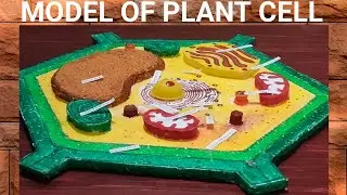 Easy way to make the model of a plant cell @vaigam-tb4bs