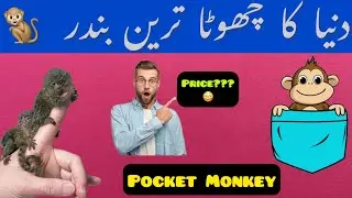 Worlds smallest monkey |Duniya ka sb say chota monkey |pocket monkey price | Pygmy marmoset