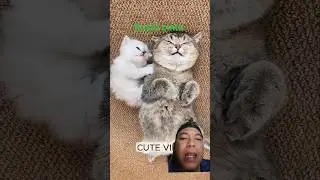 kucing kasih cinta#hewanlucu #cat #kucingpeliharaan