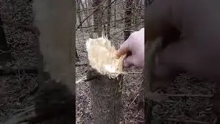 Weird Anomalies in the woods today
