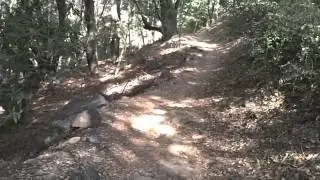Big Santa Anita Canyon Loop via the Lower Trail