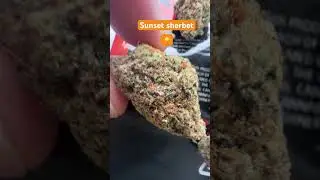#SUNSET SHERBET 🌞 #uk #dope #flower #cannabisuk #cannabisdaily #cannabiseducation #legalise