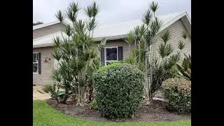 Dracaena, Banyon, Triangle palm, Moon Gate, Dombeya seminole