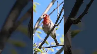 House Finch Singing - Backyard Bird Calls