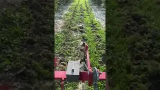 Noccioleto, lavorazione autunnale per arieggiare il terreno. www.noccioloservice.com