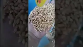 High effective Mobile wheat seed grains cleaner & #gravityseparator & #baggingscalesystem
