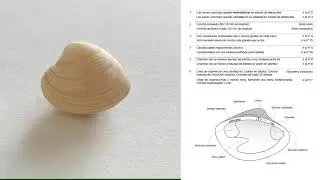 Determinación de moluscos bivalvos mediante el uso de clave dicotómica |  | UPV