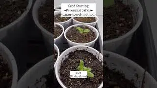 Growing Perennial Salvia From Seed (with updates) 🌱 Crochet, Garden, Repeat