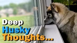 Window Watching with Timber the Husky &ndash; Deep Husky Thoughts... or Squirrels