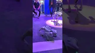 Unitree Go2: The $1399 Robot Dog 🇨🇳 Challenging Boston Dynamics&rsquo; Spot 🇺🇸 #subscribe