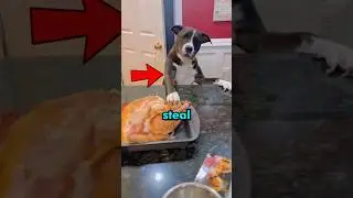 DOGS steal FOOD🍕🐶
