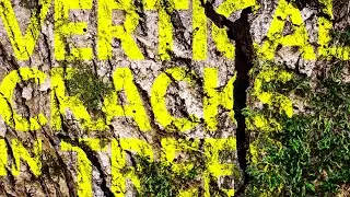 Vertical Cracks in Trees