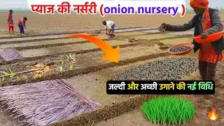 How to prepare onion nursery. The fastest and best way to grow onion nursery. #onionfarming #nursery