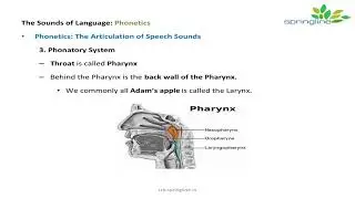 Day 8 Phonatory System and Consonants Intro| Phonetics | springline