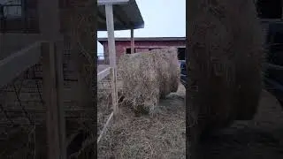 Feeding hay with the mean green machine #homestead #sheep #oliver #vintagetractor #farming #farmlife
