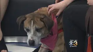 CBS 3 Pet Project: Valentine's Day Donations To Support PSPCA