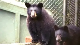 Animal rescue in B.C. caring for record number of bear cubs