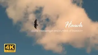 [4K UHD] Hawk - divine messenger and symbol of freedom