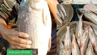 রুই মাছ বাঘাইর মাছ কাটিং আজ দেখতে পাবেনyoutube #fishcutting #fish #A.D fish cutting