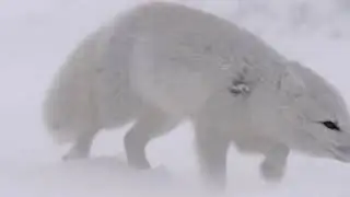 Arctic Fox Clip One
