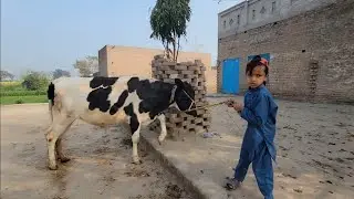 Cow drinking water | Pakistan village life | Chacha Bhatija