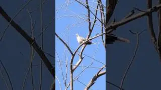 Look how he is monitoring the area! #shortsfeed #video #love #travel #shorts #birds #cartoon #real