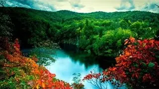 Best Documentary 2016 | Best nature And Wildlife Documentary | Nat Geo Wild Docs