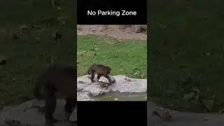 No Parking Zone! Monkey Enforces Beach Rules!