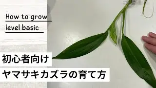 ヤマサキカズラを水槽で育てる方法｜基本から植え方・増やし方・レイアウトまで解説