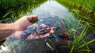 Exploring Nature Hand Caught Wild Betta Fish