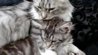 Maine coon Luna & Nox