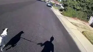Dog-boarding around the neighborhood