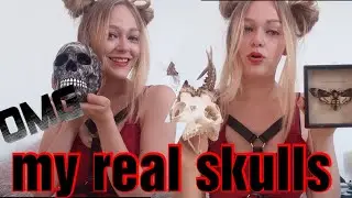 I have real skulls! | Skull collection