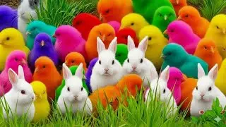 Ayam Warna warni,Ayam pelangi lucu,Bebek Imut dan Ayam Pelangi Terbaru !!