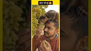 Party Ho Rahi Hai🍇🐒 #shorts #shortsfeed #monkey #nature #grape