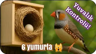 Yuvalığı Açtım, Yumurtaları Gördüm! 🪺🥚 | Zebra İspinozu Vlog 📹 #zebrafinch #zebraispinozu #birds