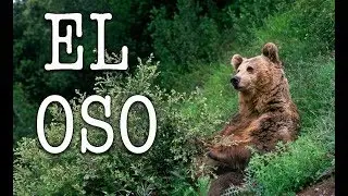 Jorge Bucay - El oso