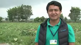 Manejo del mildeo velloso en los cultivos de cebolla en rama.