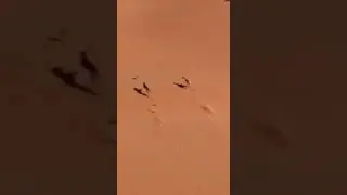 SALUKI DOGS CHASING DESERT RABBIT