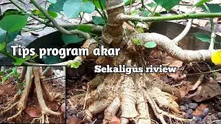 cara sederhana program akar bahan bonsai waru